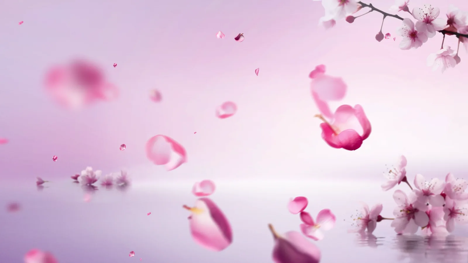 Shiseido Skincare Q&A — Visuel 5 — Motion Design Fabien Bouadi